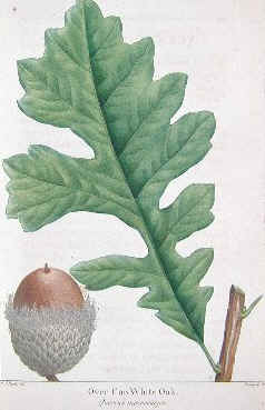 Francois Andre Michaux: North American Sylva, first editions